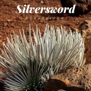 silversword